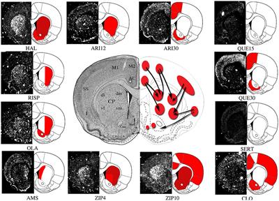 Immediate-Early Genes Modulation by Antipsychotics: Translational Implications for a Putative Gateway to Drug-Induced Long-Term Brain Changes